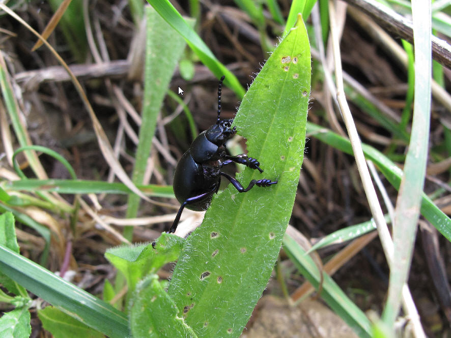 Determinazione: Timarcha pimelioides